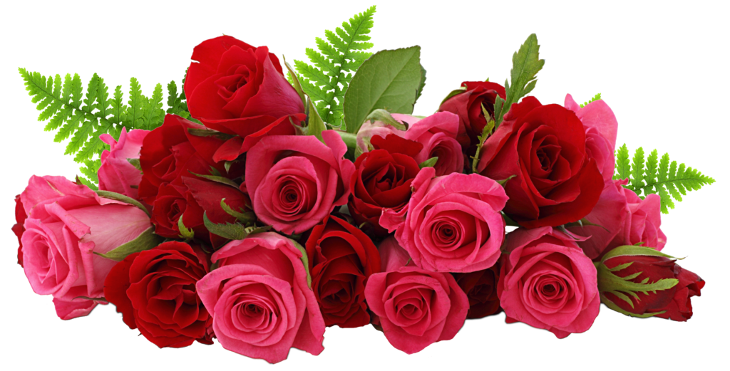 Red_and_Pink_Roses_PNG_Picture